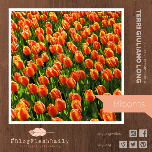 #BlogFlashDaily: Blooms