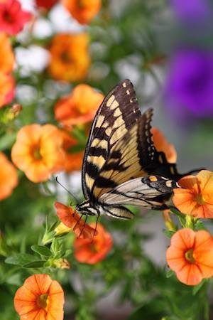 Outdoor Mindfulness - Butterfly